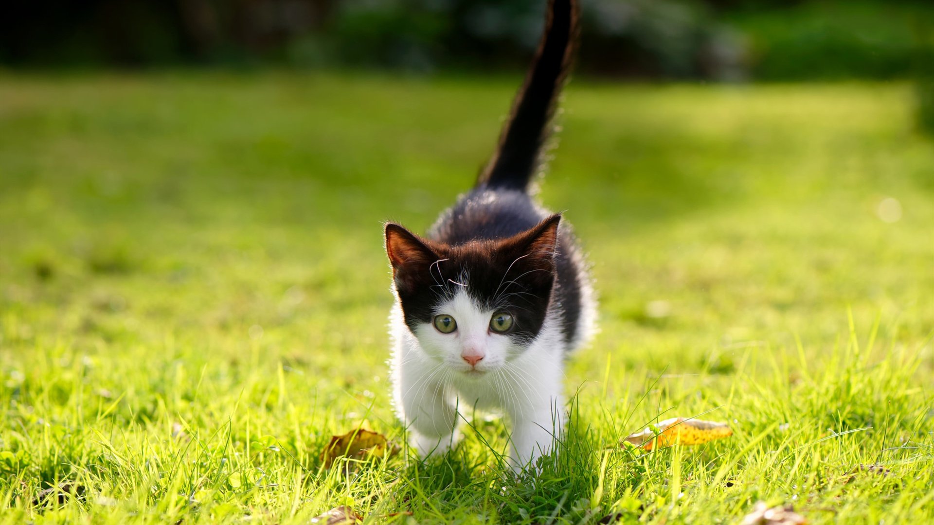 厄德高在焦点战证明自己,南非对阵贝蒂斯的战术棋局与个人突破