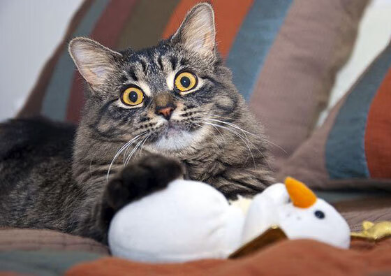 从尼罗河到总决赛,埃及式坚韧如何启示NBA终极对决